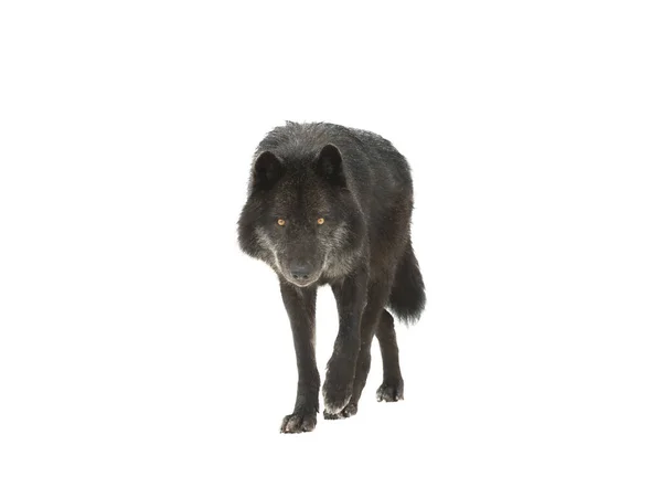 Marche Canadienne Loup Noir Isolé Sur Fond Blanc — Photo