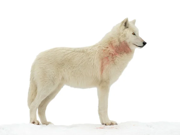 White Polar Wolf Prey Isolated White Background —  Fotos de Stock