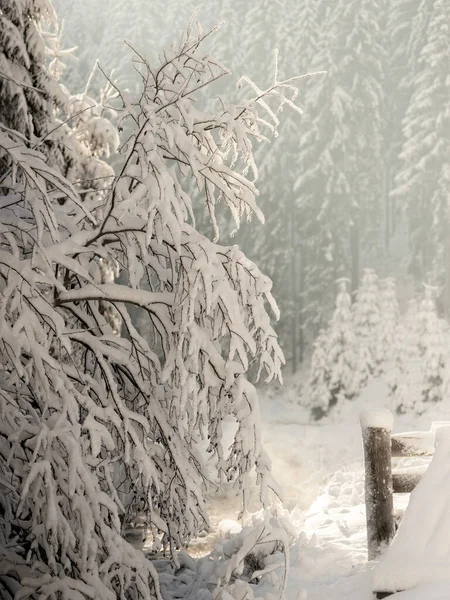 冬は森の中の木にぬれた雪が降り — ストック写真