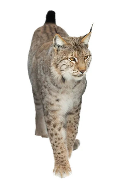 Exécution Lynx Sur Fond Blanc — Photo