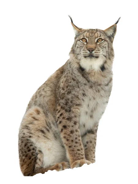 Lynx Isolé Sur Fond Blanc — Photo