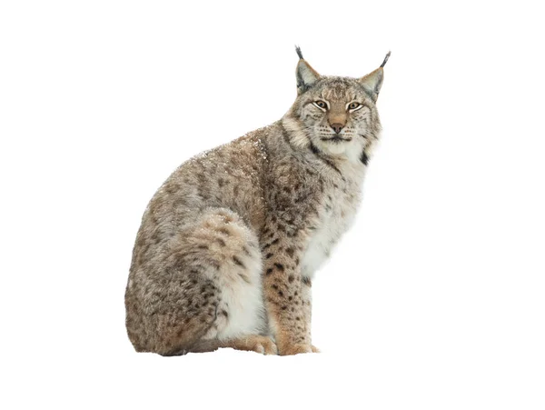 Lince Aislado Sobre Fondo Blanco — Foto de Stock