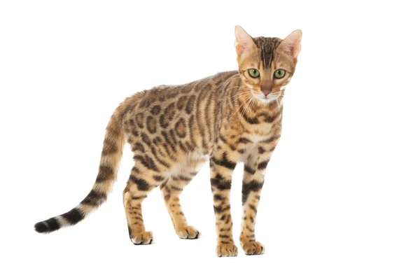 Bengalen Kat Geïsoleerd Witte Achtergrond — Stockfoto