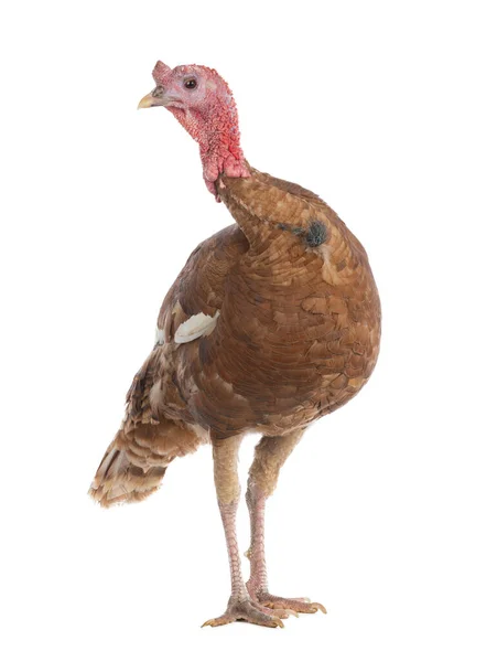 Bourbon Red Turkey Isolated White Background — Stock Photo, Image