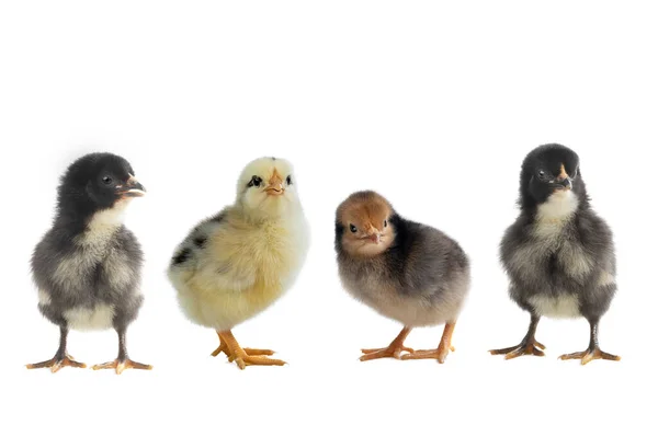 Маленькие Цыплята Изолированы Белом Фоне — стоковое фото