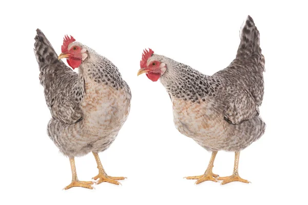 两只鸡 在白色背景上孤立 — 图库照片