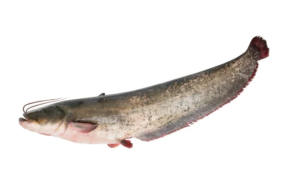 Profile Catfish Weighing Isolated White Background — Photo