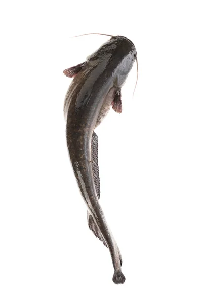 Havskatt Fisk Som Väger Isolerad Vit Bakgrund Ovanifrån — Stockfoto