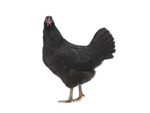 Czarny Kurczak Izolowany Białym Tle — Zdjęcie stockowe