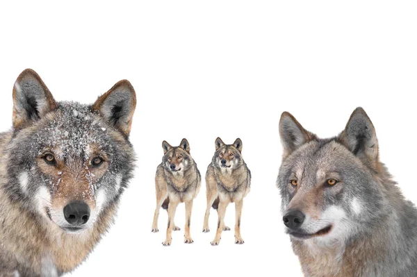 Portrait Gray Wolfs Isolated White Background — Stock Photo, Image