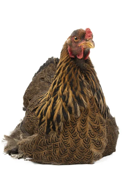 Brahma Poulet Isolé Sur Fond Blanc — Photo