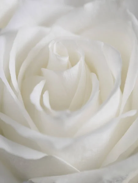 Μακροφωτογραφία Από Λευκό Τριαντάφυλλο Οφθαλμός — Φωτογραφία Αρχείου