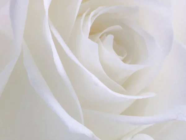 Макрофотография Бутона Белой Розы — стоковое фото