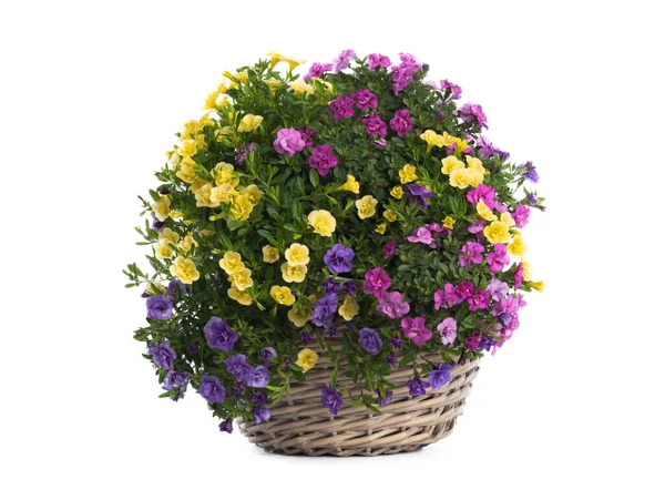 Calibrachoa Bloem Witte Pot Witte Achtergrond — Stockfoto