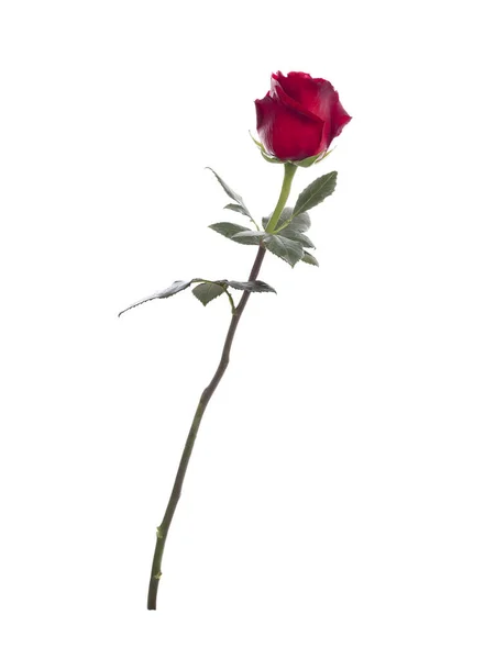 Bella Rosa Rossa Isolata Sfondo Bianco — Foto Stock