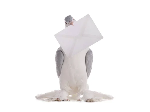 Pigeon Tenant Lettre Postale Isolée Sur Fond Blanc — Photo