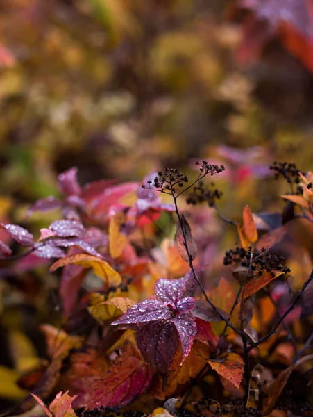 背景模糊的秋天红叶 — 图库照片