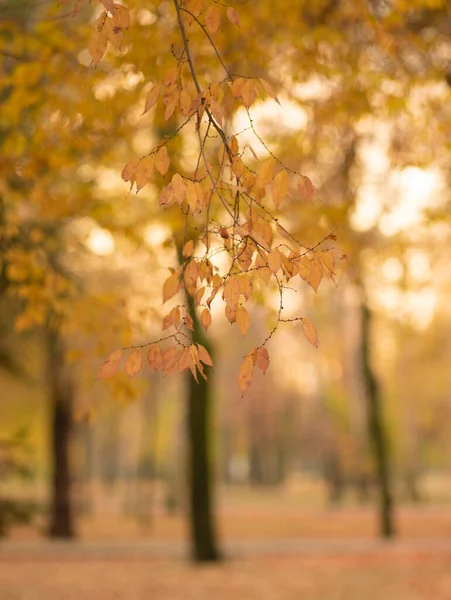 Foglia Autunno Contro Tramonto Sole Cielo Serale — Foto Stock