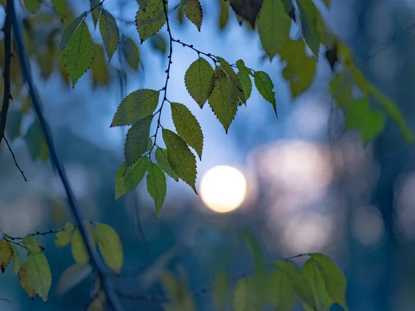 Ustawienie Jesienne Zimne Słońce Tle Gałęzi Drzew — Zdjęcie stockowe