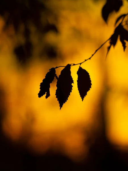 落日和黄昏的天空映衬着秋叶 — 图库照片