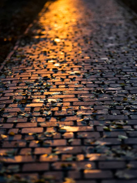 Hojas Que Yacen Camino Atardecer — Foto de Stock