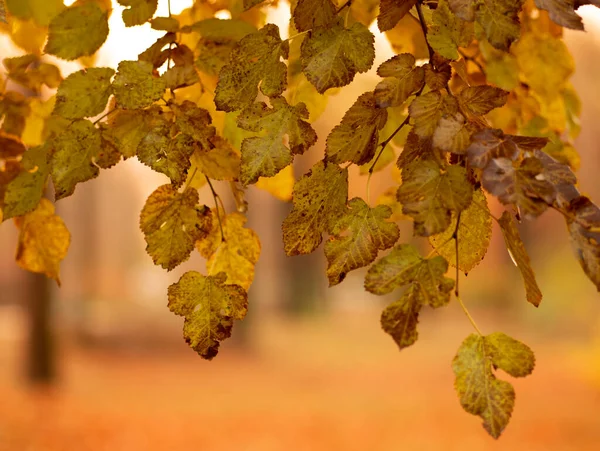 Feuilles Jaunes Sur Fond Forêt Automne — Photo