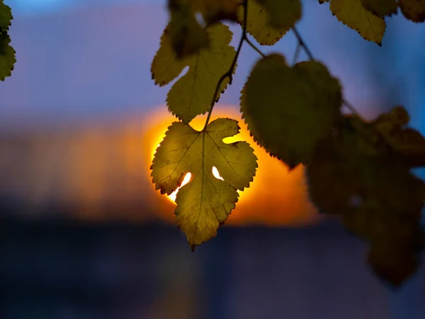 Jesienny Liść Przed Zachodzącym Słońcem Wieczornym Niebem — Zdjęcie stockowe