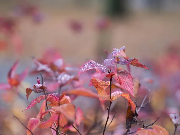 Herbst Rote Blätter Auf Verschwommenem Hintergrund — Stockfoto