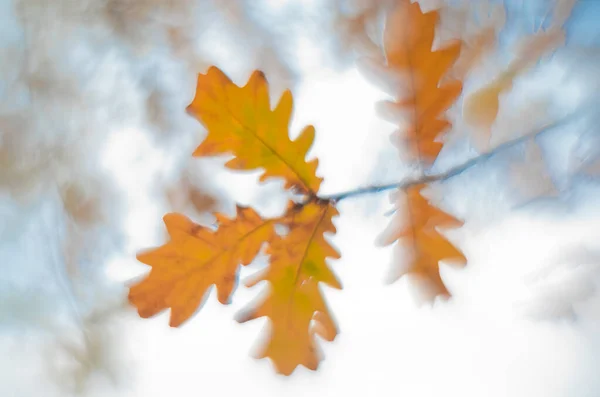 Beautiful Autumn Blurred Background Oak Leaves Sky — Fotografia de Stock