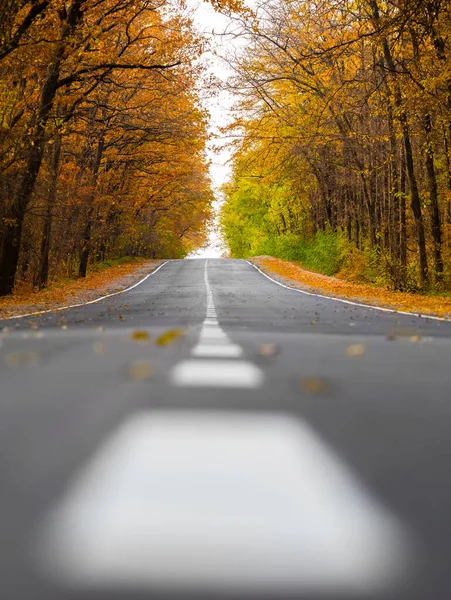 Prachtige Herfst Weg Het Bos — Stockfoto
