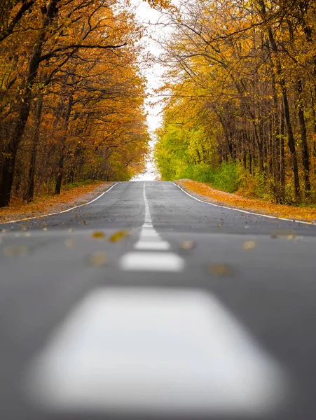 Belle Route Automne Dans Forêt — Photo