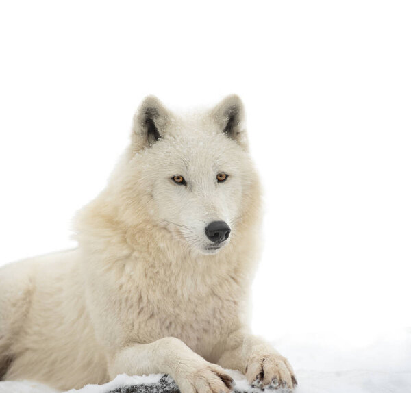 Portrait of white polar wolf isolated on white background