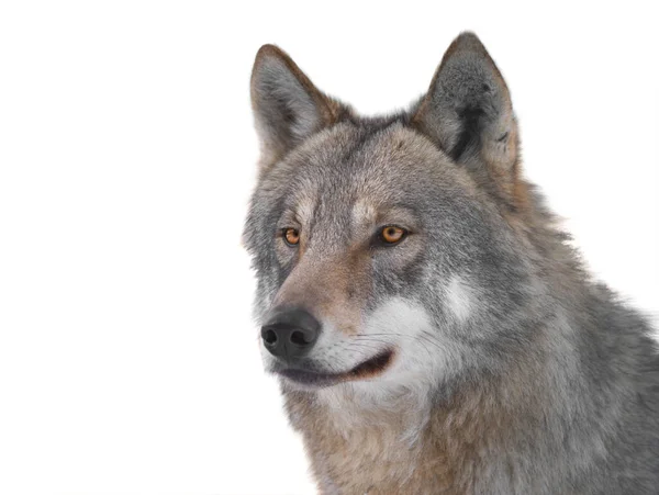 Portrait Gray Wolf Isolated White Background — Fotografia de Stock