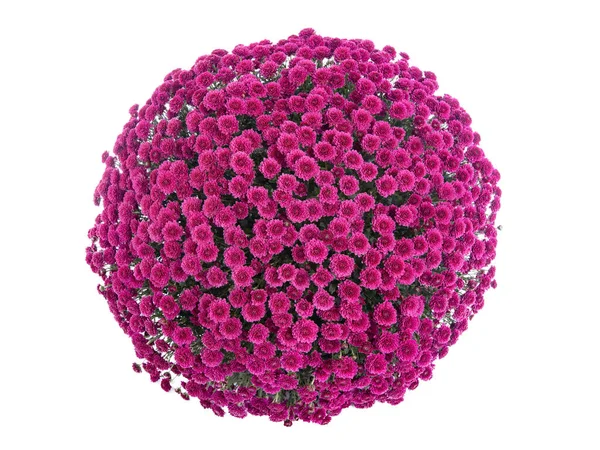 Beautiful Pink Chrysanthemum Form Ball Isolated White Background — Stock Photo, Image