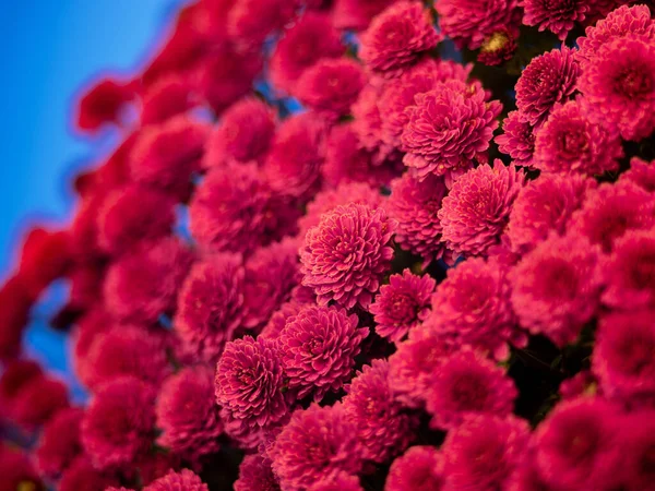 Schöne Chrysanthemen Auf Blauem Hintergrund — Stockfoto