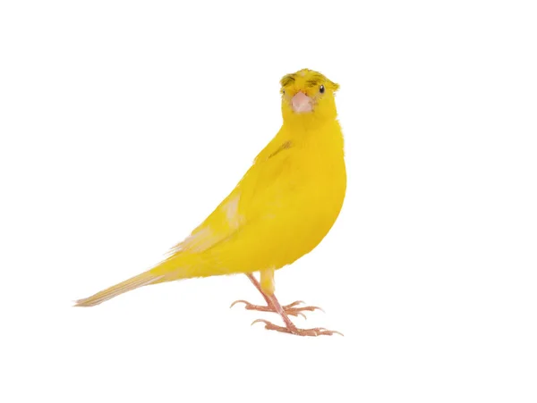 Crested Canary Isolated White Background — Φωτογραφία Αρχείου