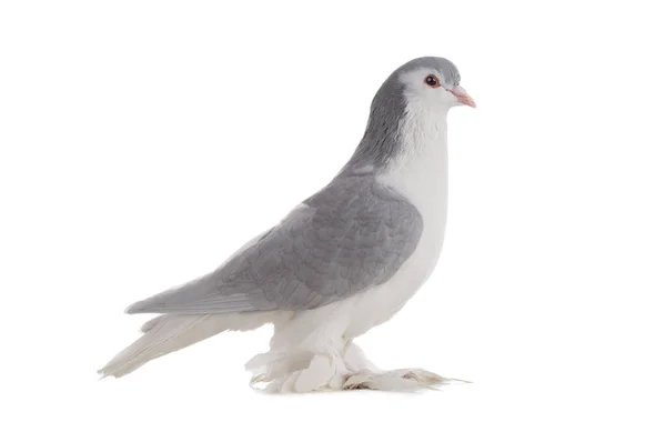 Male Lahore Pigeons Isolated White Background — Zdjęcie stockowe