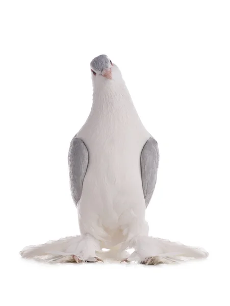Gołąb Oglądanie Kamery Izolowane Białym Tle — Zdjęcie stockowe