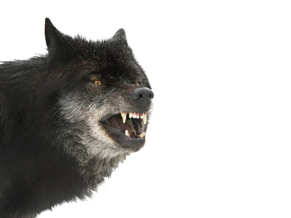 whip Jolly cling Канадский волк Fotografii din stoc - Pagina 5 | Канадский волк imagini  gratuite și fără drepturi de autor | Depositphotos
