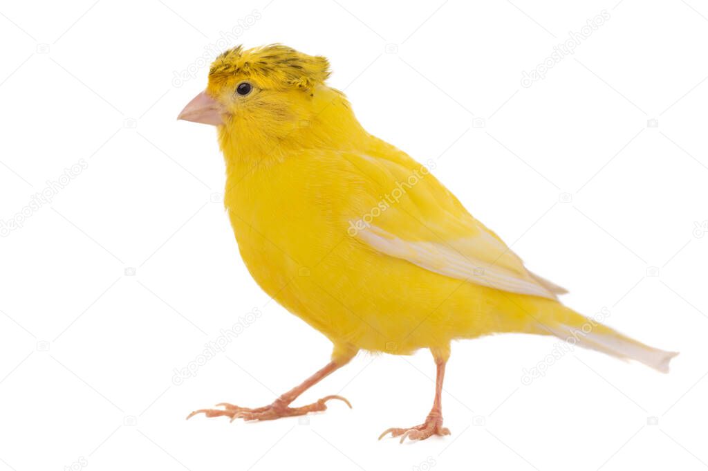 yellow canary isolated on white background