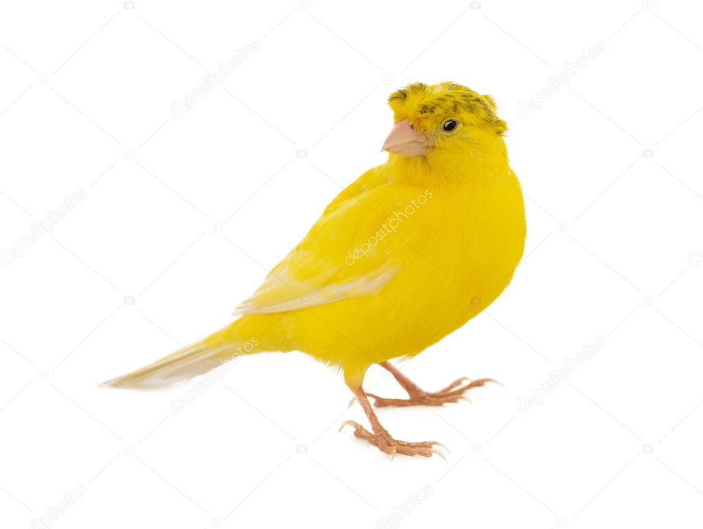 crested canary isolated on white background