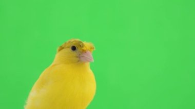 yeşil ekranda kanarya portresi