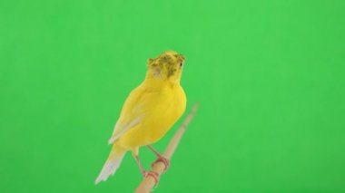 Kanarya kuşu yeşil bir ekran üzerinde bir dal boyunca hareket eder.