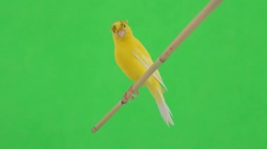 Kanarya kuşu yeşil bir ekran üzerinde bir dal boyunca hareket eder.