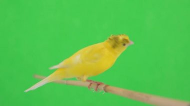 Kanarya kuşu yeşil bir ekran üzerinde bir dal boyunca hareket eder.