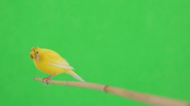 Kanarya kuşu yeşil bir ekran üzerinde bir dal boyunca hareket eder.