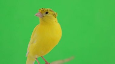 Kanarya kuşu yeşil bir ekran üzerinde bir dal boyunca hareket eder.