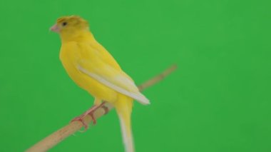 Kanarya kuşu yeşil bir ekran üzerinde bir dal boyunca hareket eder.