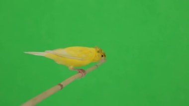Kanarya kuşu yeşil bir ekran üzerinde bir dal boyunca hareket eder.