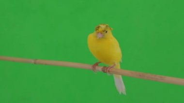 Kanarya kuşu yeşil bir ekran üzerinde bir dal boyunca hareket eder.
